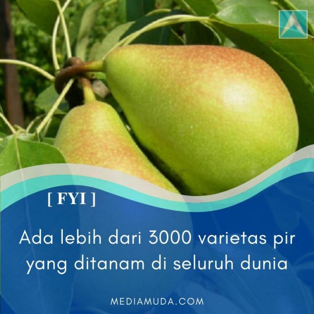 VARIETAS PIR