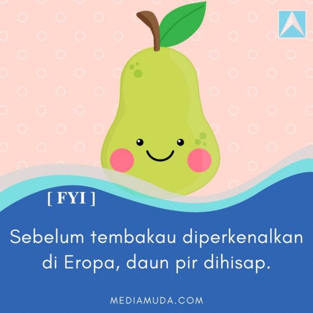 buah pir daun bermanfaat