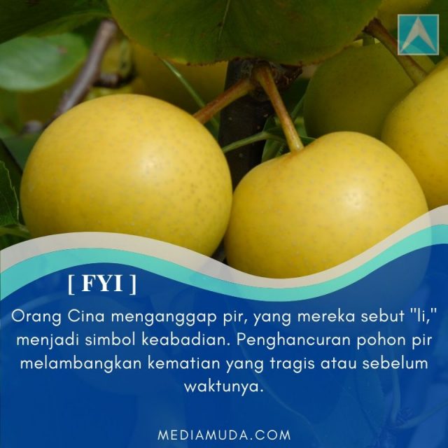 pear cina pyrus li