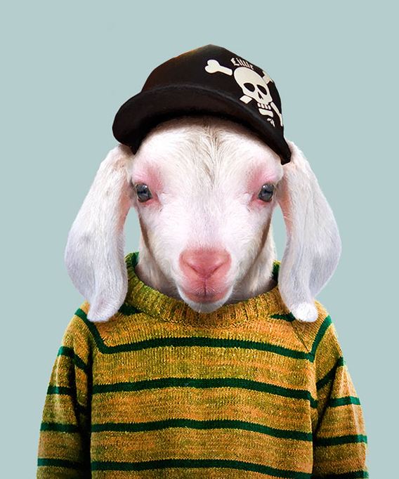 Domestic Goat (KID)
