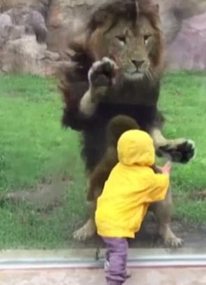 anak kecil bermain bersama singa
