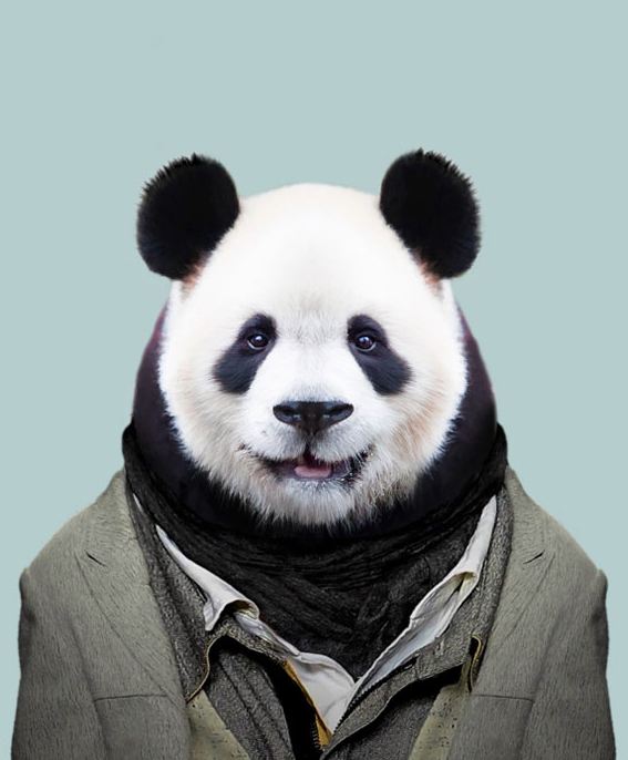 Giant Panda