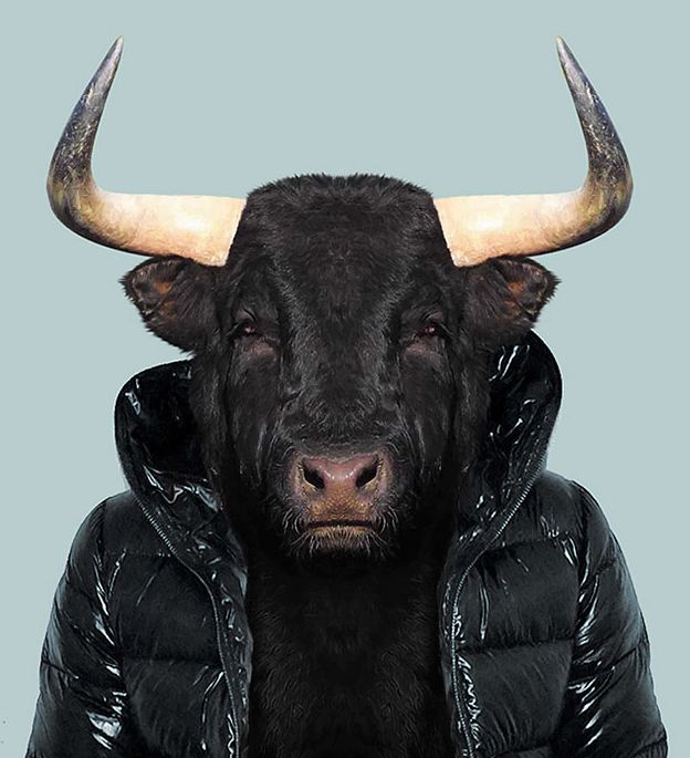 Spannish Bull