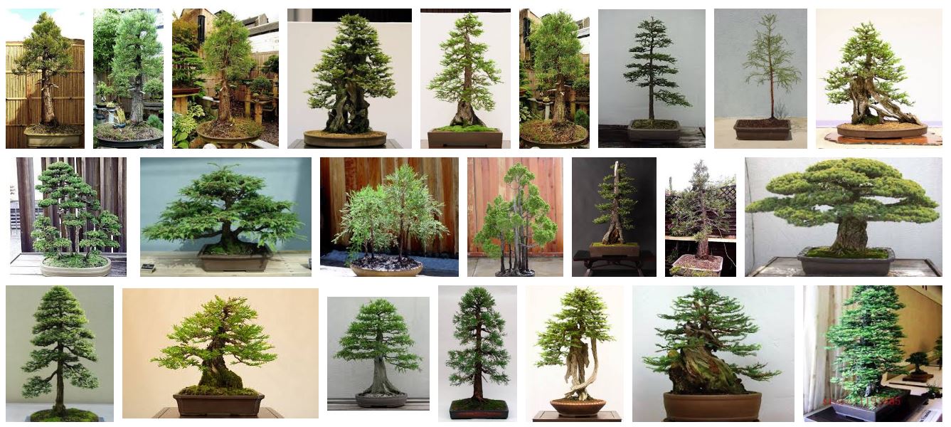 Filosofi Bonsai Sequoia