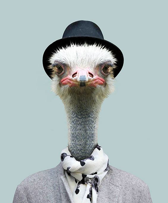 Ostrich