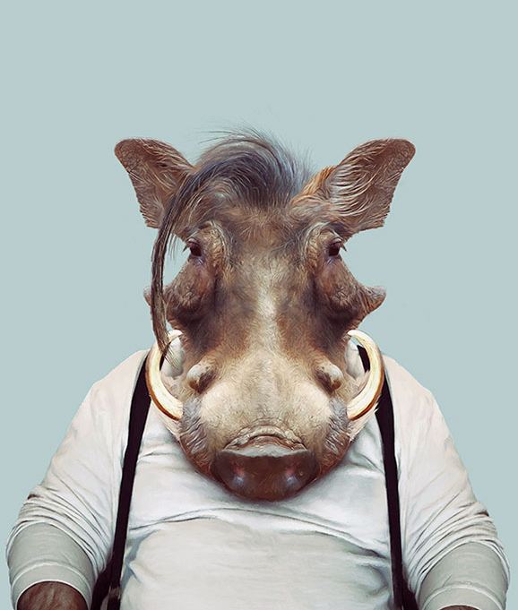 Common Warthog