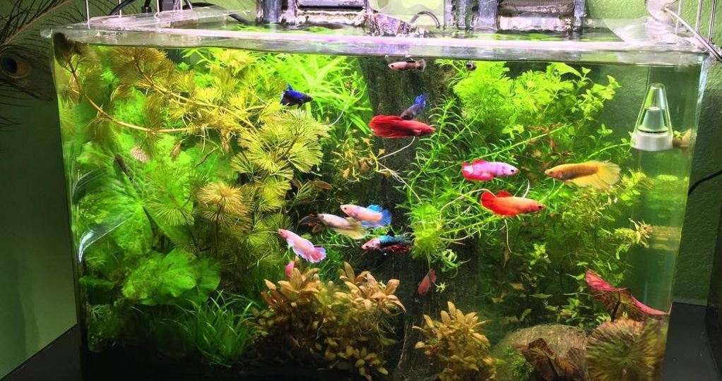 Ikan Cupang di Aquascape? Apakah Aman?