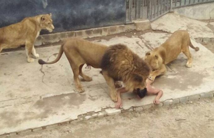 di Negara Chili Seseorang Nekat Telanjang dan Masuk Kandang Singa