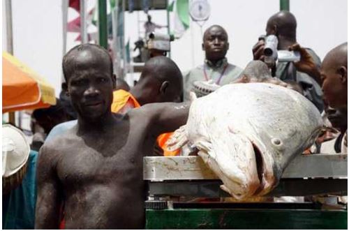 festival tangkap ikan besar tanpa alat