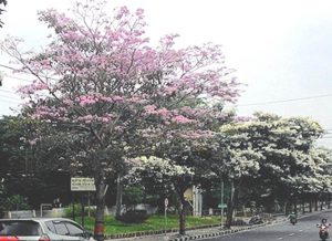 fot magelang bunga jepang