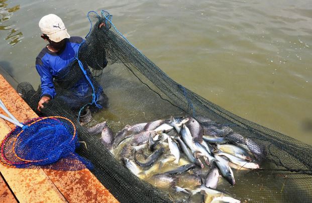 LIPI: Alternatif Baru untuk Meningkatkan Berat pada Ikan