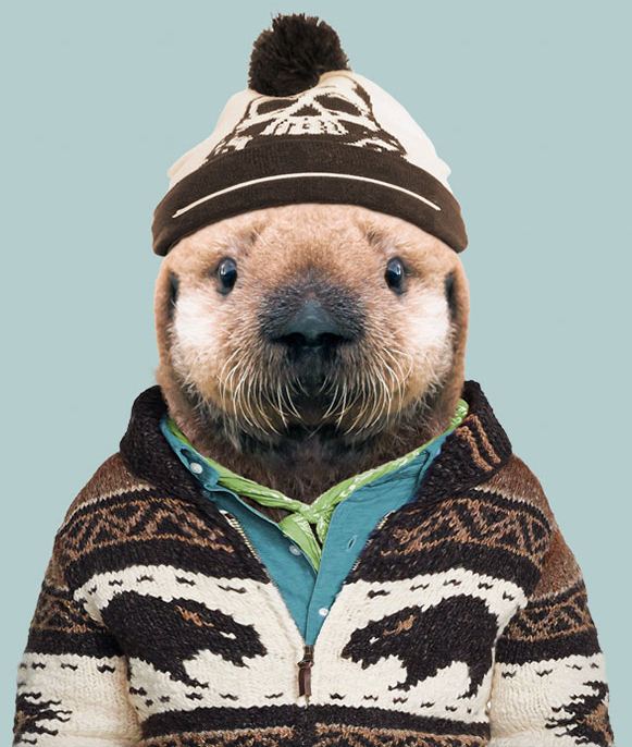 Sea Otter (pup)