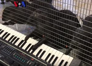 hewan bermain musik