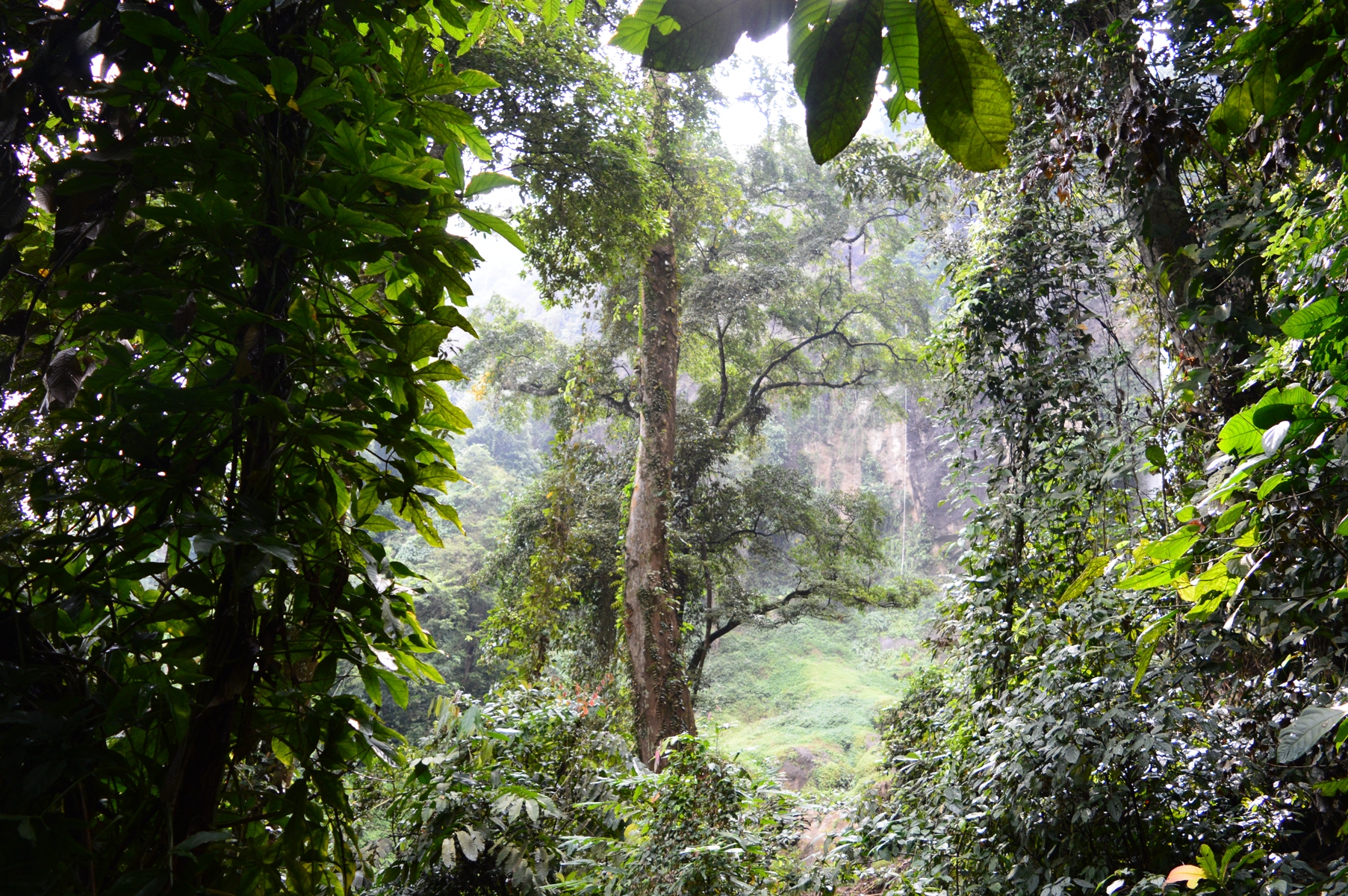 hutan-hobit