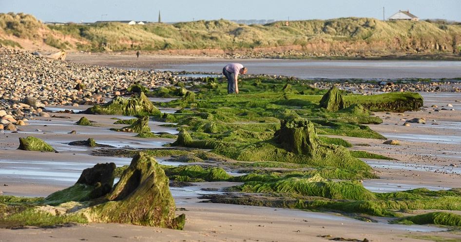 Ditemukan Sisa-Sisa Hutan Kuno 'Doggerland'