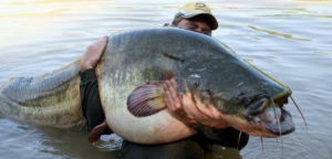 Mengapa ikan licin saat di pegang?