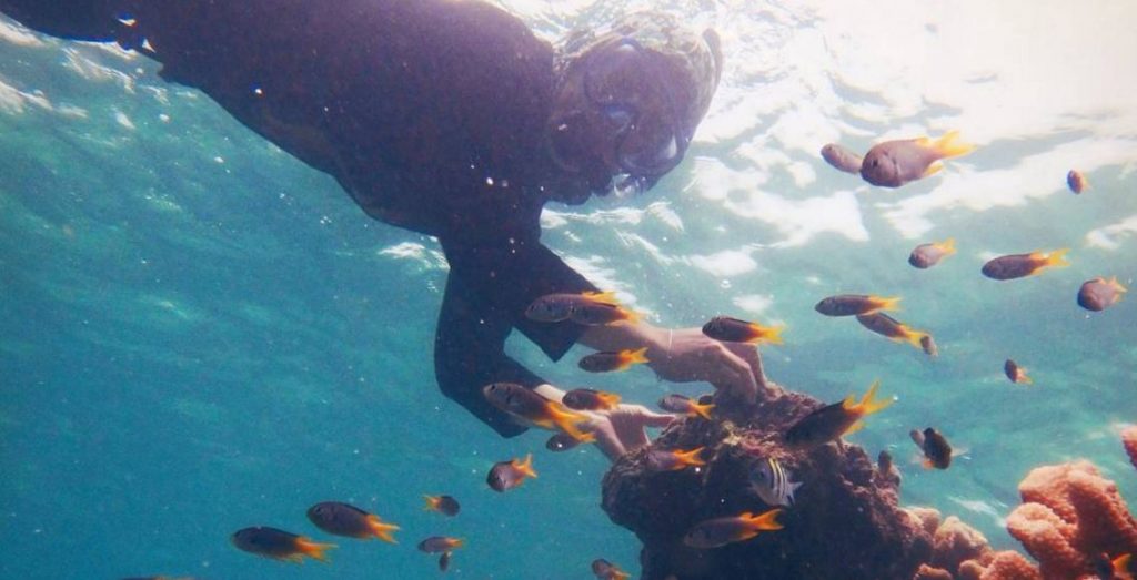 Banyak ikan di bawah laut