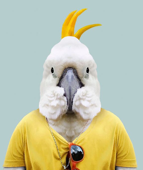 Sulphur Chrested Cockatoo