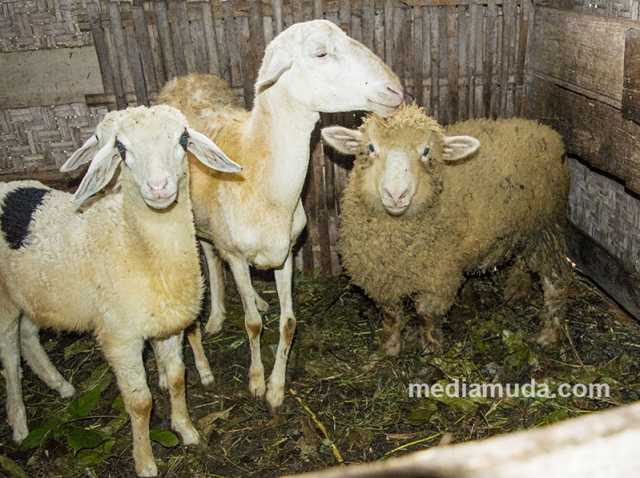 kambing atau domba