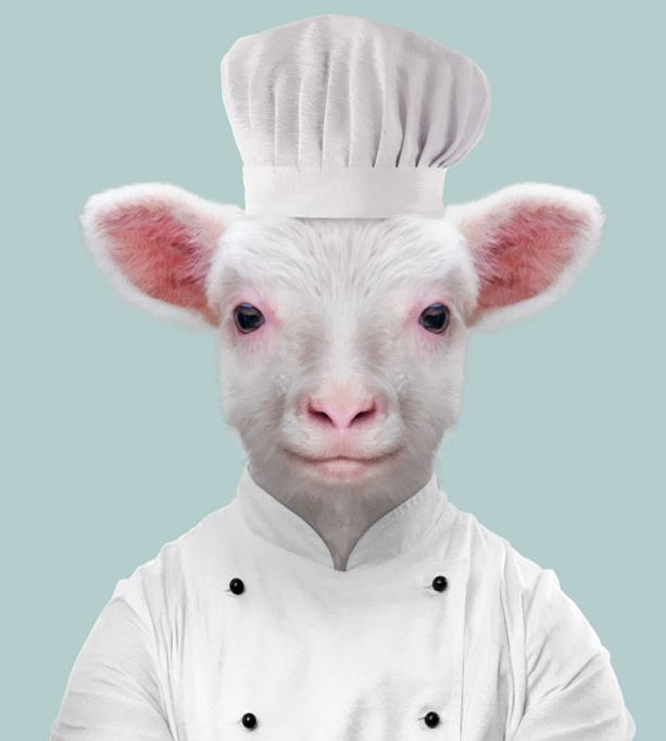 Sheep (lamb)