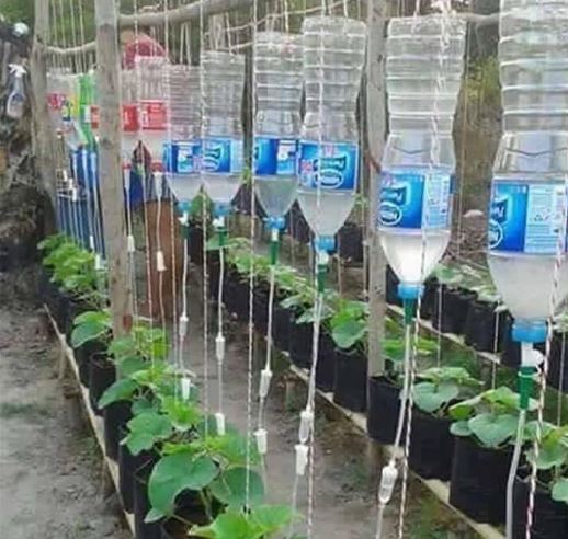 Ketika Perawat Punya Kebun