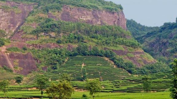 kebun teh da hong pao di china
