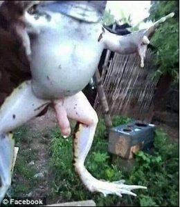 kodok