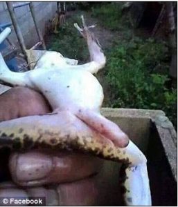 Besaran Katak daridapa Punyak Kamu!!!