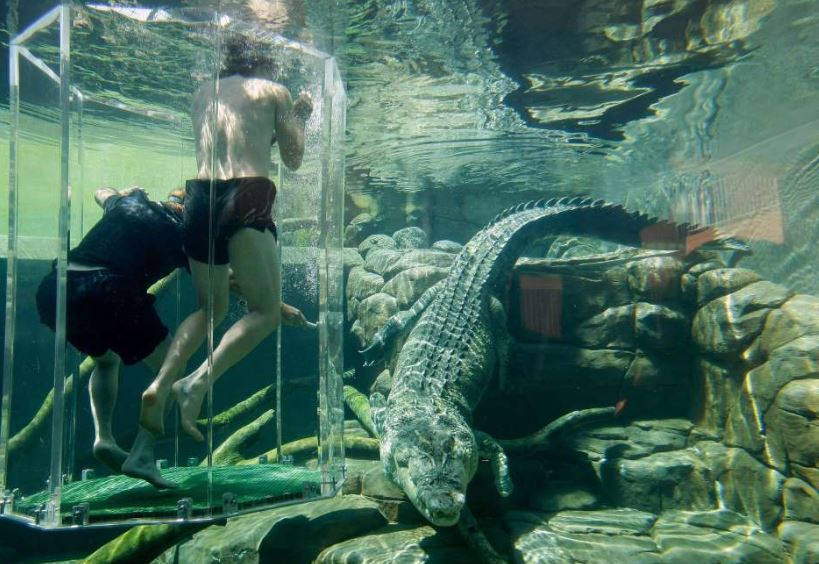 Ujinyali Berenang Bersama Buaya