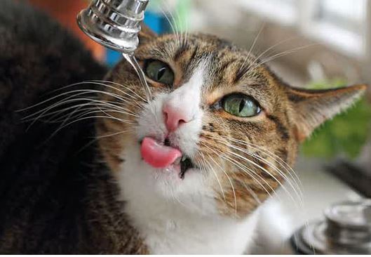Apa Benar Kucing Takut Dengan Air?