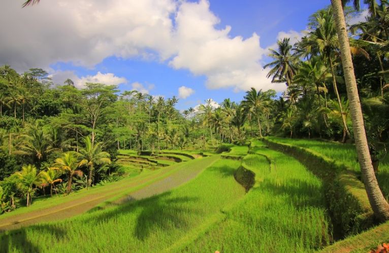 ladang
