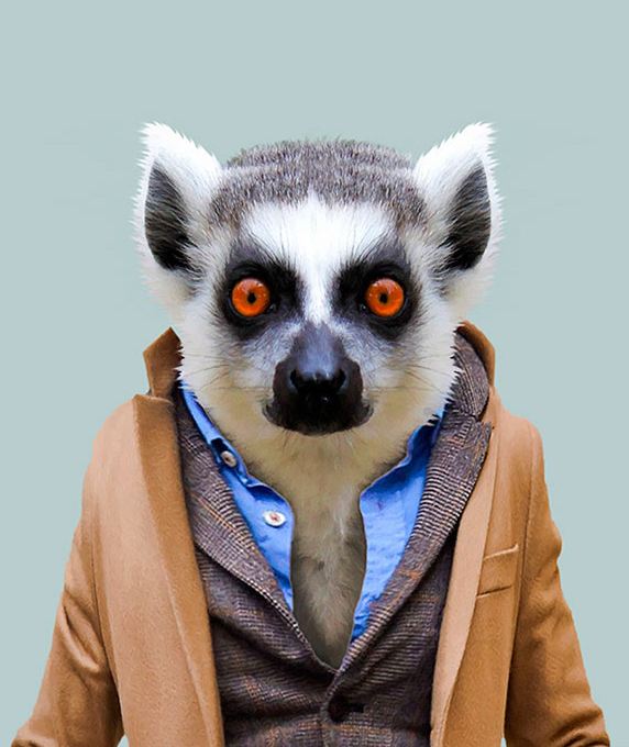 Ring-tailed Lemur
