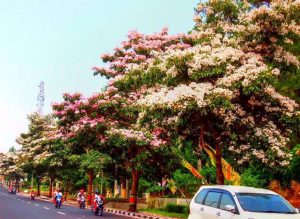 magelang kota sejuta bungan mirip di Jepang