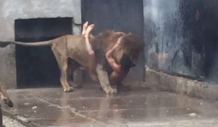 makan singa