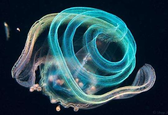 Wow!!! Penyelam menemukan Makhluk Aneh di Dalam Laut