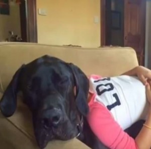 manusia berkepala anjing