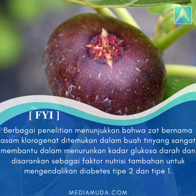 buah tin kasiat