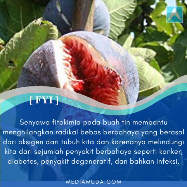 buah tin manfaat