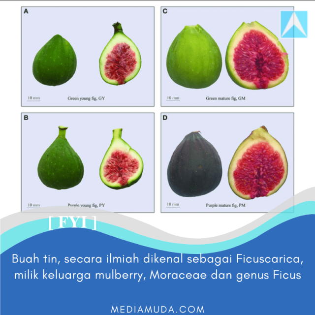 buah tin variasi