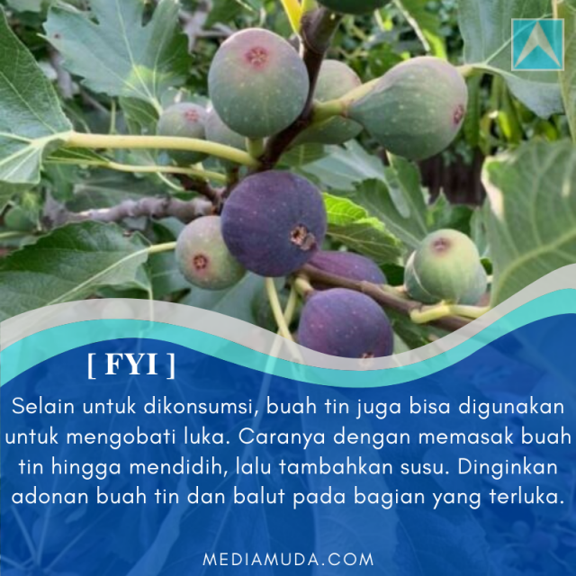 buah tin pohon