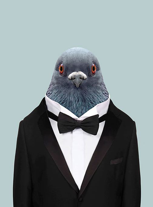 Domestic Pigeon