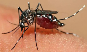 Bahaya Virus Zika bagi Manusia