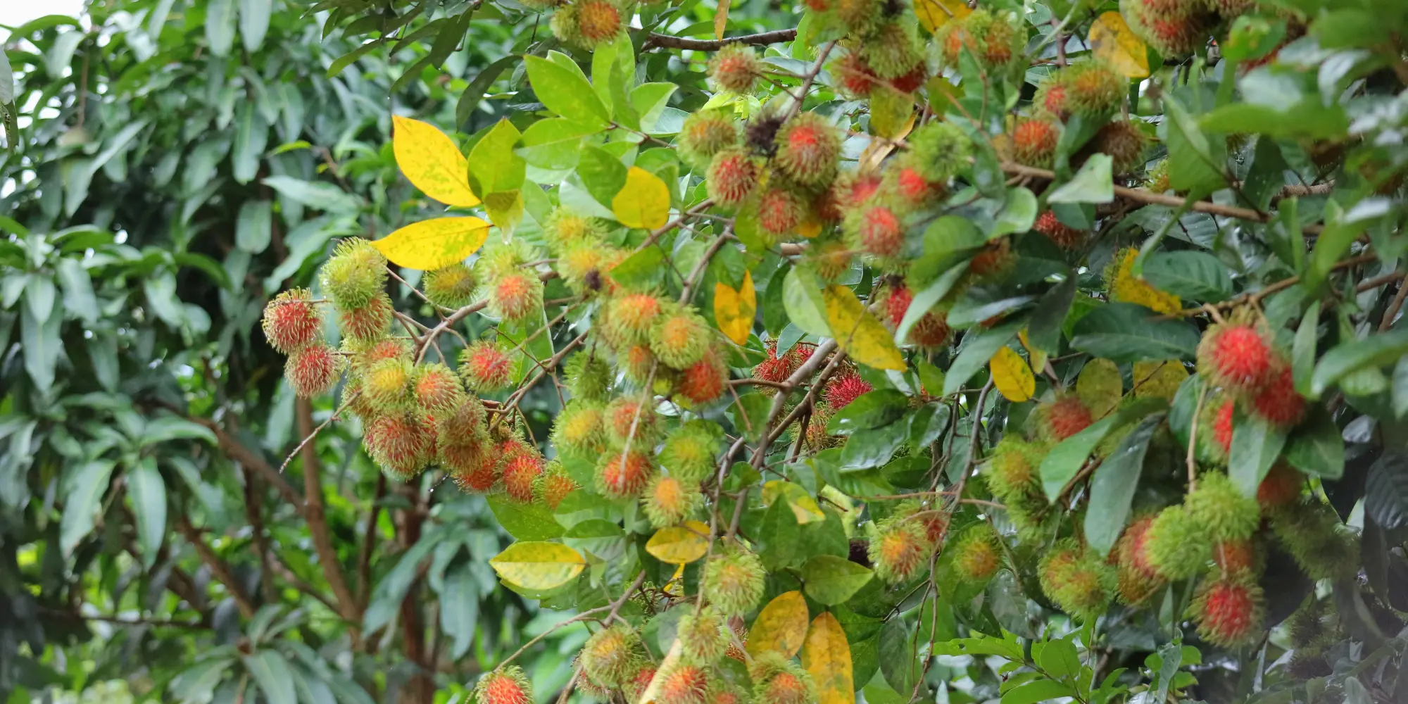 Binjai