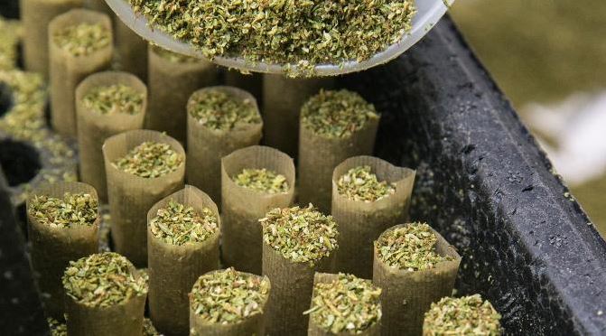 rokok yang terbuat dari ganja