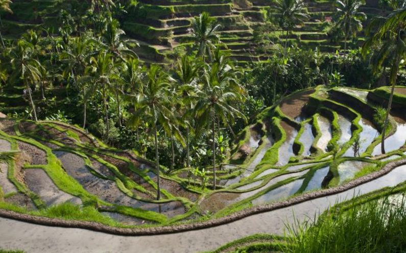 Sawah Subak Bali Sebagai Warisan Dunia