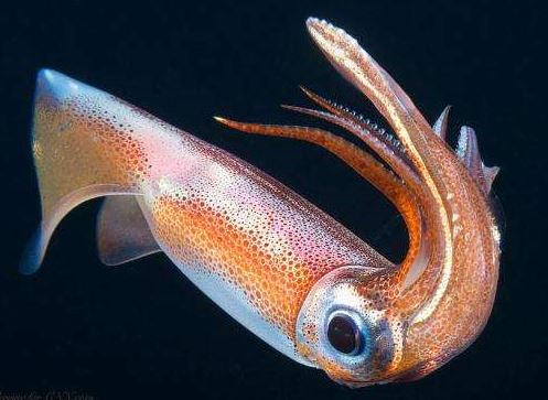 seekor phronima