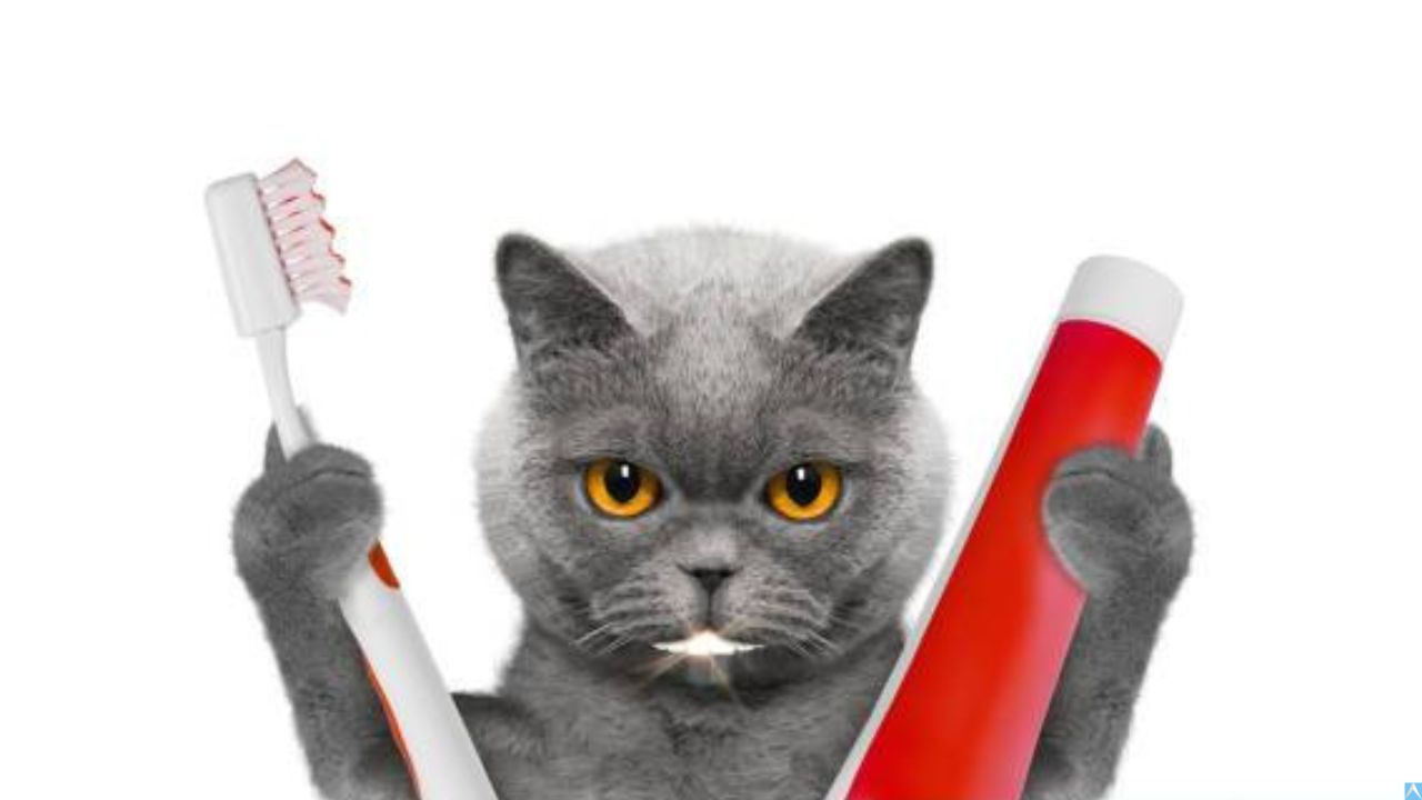 Mengapa Dokter Gigi Selalu Rekomendasikan Sikat Gigi Soft, Tapi Sikat Gigi Hard Masih Dijual?