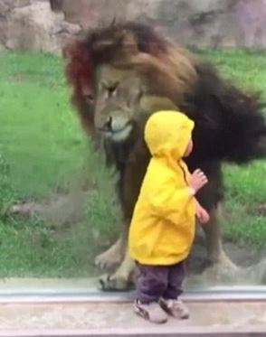 singa gagal memakan anak kecil