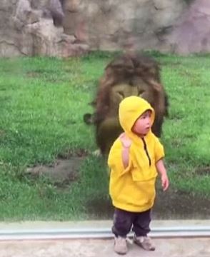 singa menerkam anak kecil