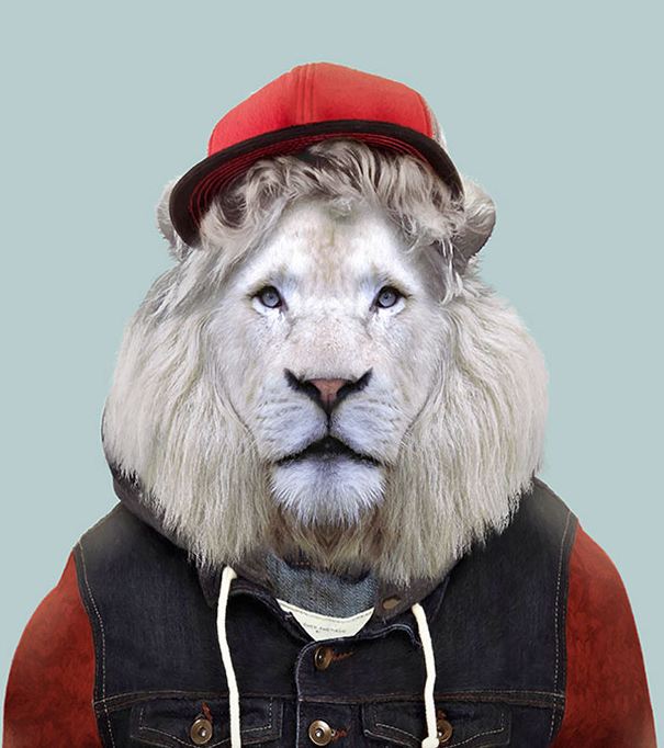 White Transvaal Lion